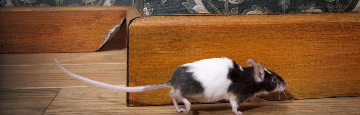 Une souris peut-elle monter sur un lit : avis