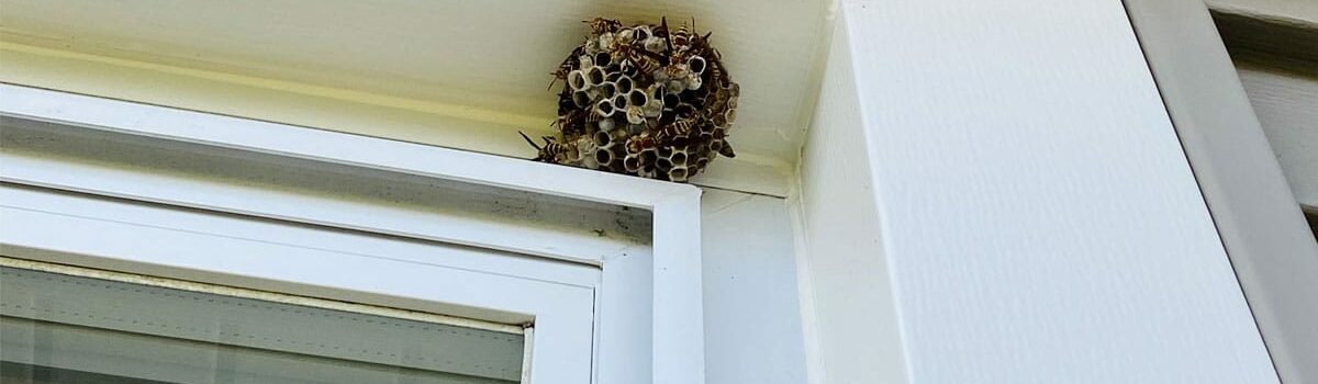 Nid de guêpes : comment les reconnaitre et les éloigner de chez vous ?