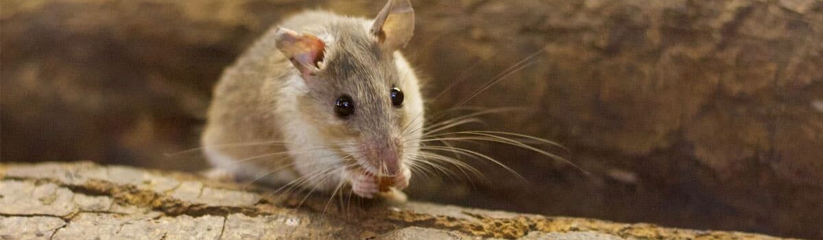 Souris : que mangent-elles et comment les éliminer ?