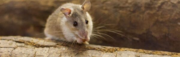 Souris : que mangent-elles et comment les éliminer ?