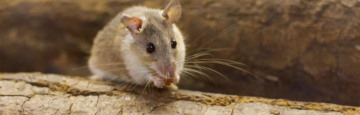 Que mange une souris dans une maison : le point