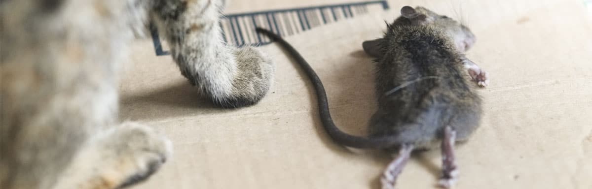 Dératisation Paris 7 : comment éliminer les rats dans cet arrondissement