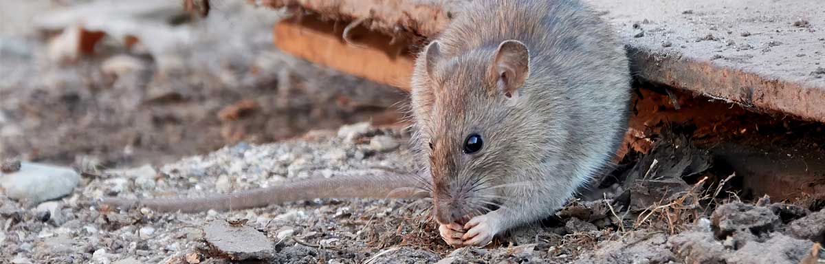 Quelles sont les odeurs qui font fuir les rats ?