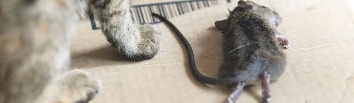 Comment se débarrasser des rats dans une maison ?