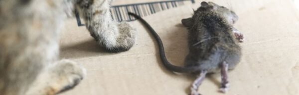 Comment se débarrasser des rats dans une maison ?