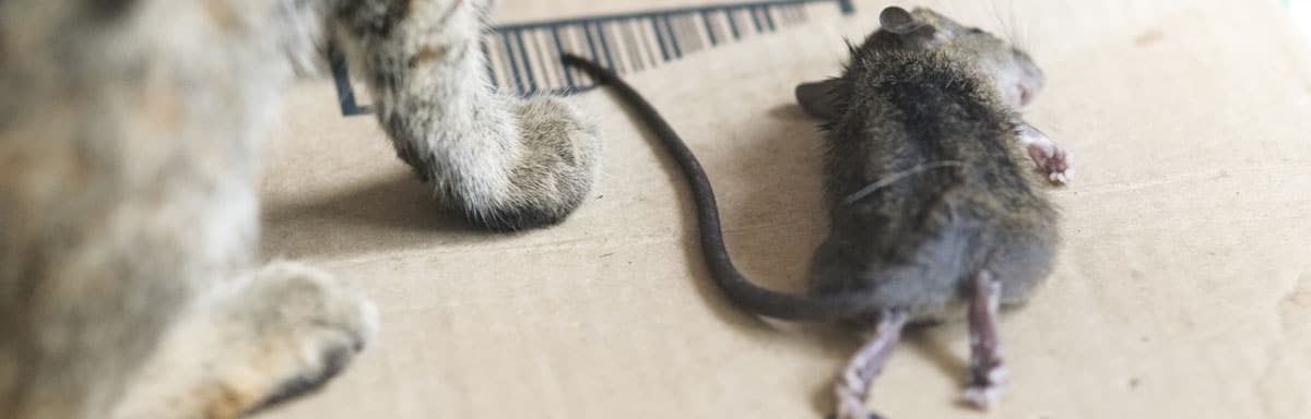 Comment se débarrasser des rats dans une maison ?