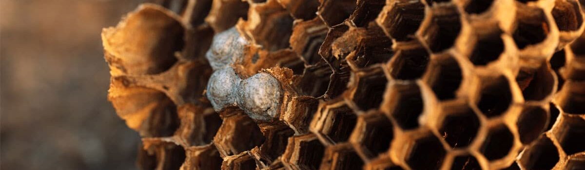 Que faire lorsque vous trouvez un nid de frelon européen dans votre maison ?