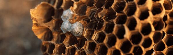 Que faire lorsque vous trouvez un nid de frelon européen dans votre maison ?