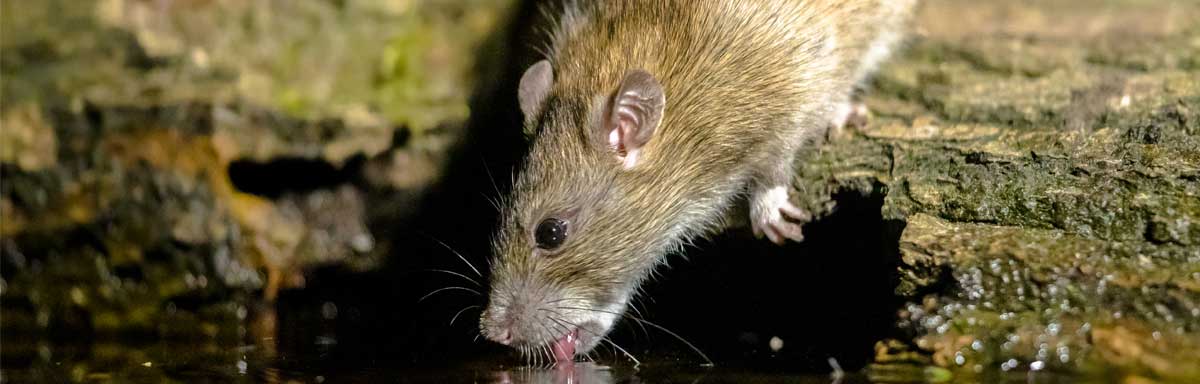 Dératisation : que faire pour lutter contre les rats et les souris ?